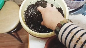 Весенняя посадка хосты из магазина!!!