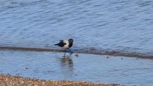 Воронья рыбалка удалась. Южный берег Финского залива.