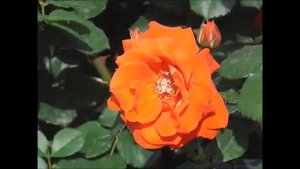 薔薇「チンチン」×ROSE「Tchin-Tchin」