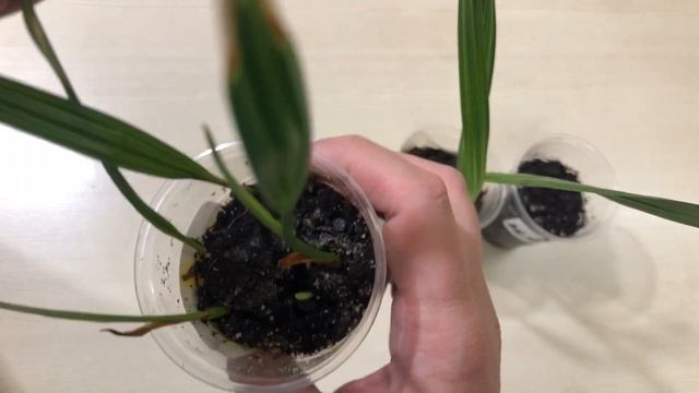 Как вырастить пальму из семян / grow a palm tree from seed смотреть онлайн