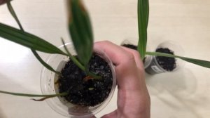 Как вырастить пальму из семян / grow a palm tree from seed