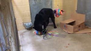 Детёныш чёрной пантеры издаёт устрашающие звуки