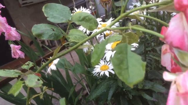 Flowers.Фонтаны.Цветы у дома . смотреть онлайн