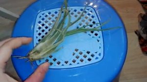 Тилландсия голова медузы (tillandsia caput medusae)
