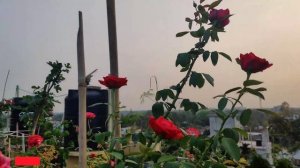 গোলাপ পরিচিতিঃ মিরান্ডি || Rose name: Mirandy || Rose id