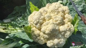 ЦВЕТНАЯ КАПУСТА РАДУЕТ.