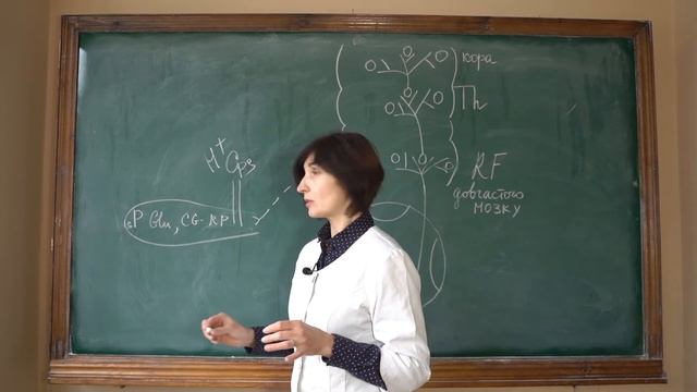 Цикл «Біль» | блок «Нормальна фізіологія» част І POLYMATHES