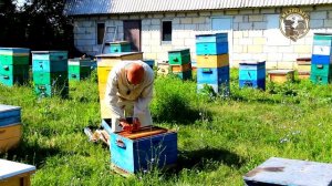 Как посадить плодную матку чтобы приняли Приехала плодная матка сажаем к пчелам