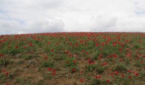 Фестиваль тюльпанов.mp4