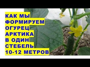 Как мы формируем огурцы Арктика в один стебель длиной 10-12 метров за сезон?