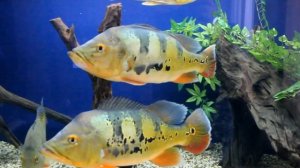 Аквариумный туризм №2(Крупнейшая коллекция цихл в России)