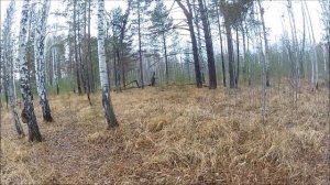 Охота на зайца с гончими по позднему чернотропу в Тюменской области.