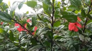 Esta   PLANTA  es una  MINA DE ORO NATURAL!! La PLANTA de HIBISCO FLOR de jamaica  Usos CURATIVOS