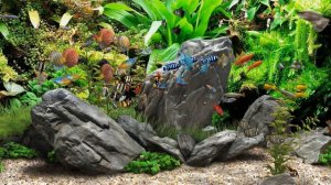 Dream Aquarium - Mixed #5 (4K)