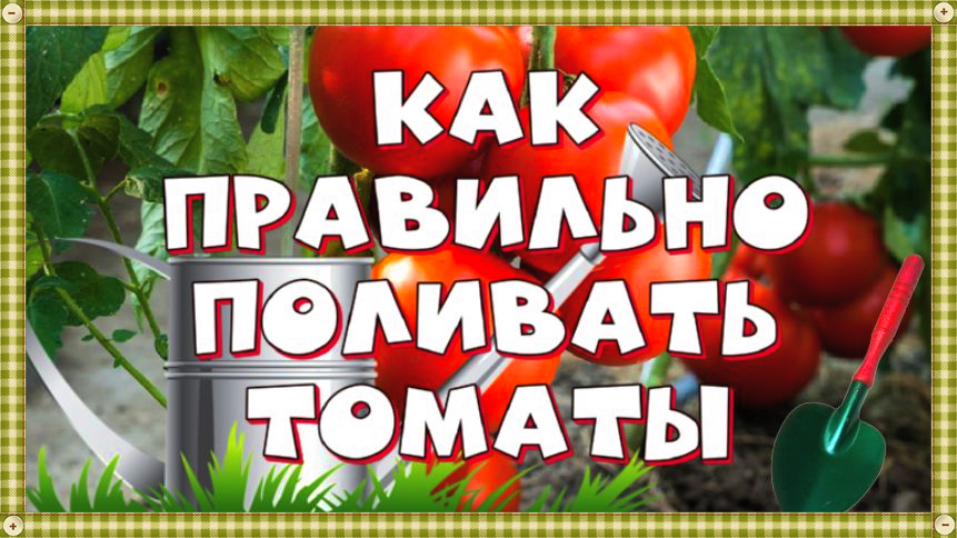 Правила полива помидор в грунте и теплице. Сколько воды нужно помидорам? #поливтоматов