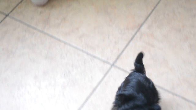 щенок йорка побеждает медведя и борется с петухом смотреть онлайн