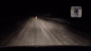 Тигры в Лучегорске