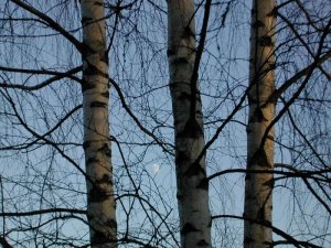 Иеромонах Роман. «Ах, оставьте, не нужно тревожить...»