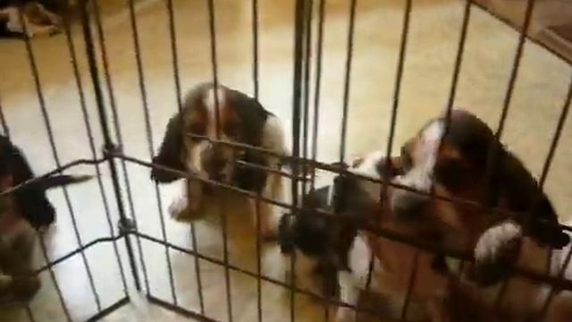 щенки бассет хаунд (Небесный Ангел) смотреть онлайн