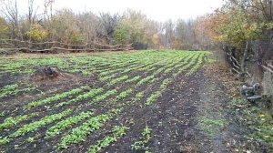 Сидераты осенью . Мой огород ,горчица подростает , скоро буду запахивать .