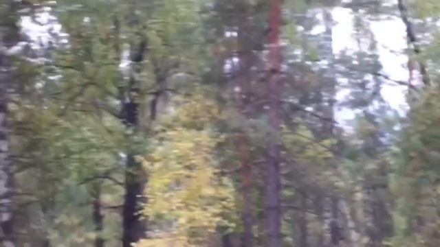 Как в деревне моем ковры / интерьер немецких квартир