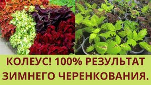 Колеус. Зимовка.Способ размножения черенками.Цветы для дома и сада.