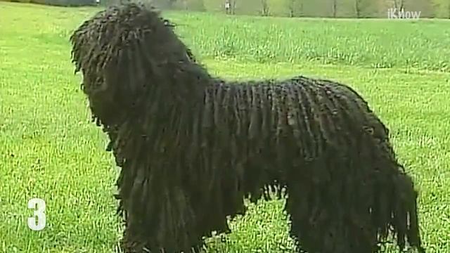 5 САМЫХ странных и необычных пород собак 2017 смотреть онлайн