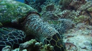 Underwater movie by FUJIFILM FinePix XP200 & XP60 (turtle, sea snake, anemone fish, coral garden)