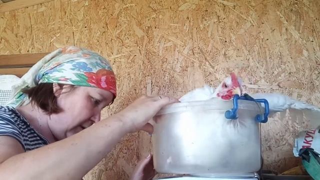 Бройлер из Испании, Венгрии и Чехии есть ли разница смотреть онлайн