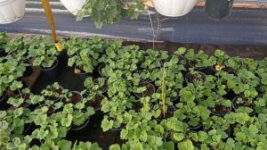 Королевская пеларгония. Подготовка к  8 марта.