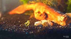 МЫ СОЗДАЕМ ПОДВОДНЫЙ ТЕРРАРИУМ!