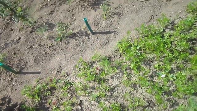 Внекорневая подкормка. Помидоры. Огурцы. Салат. Морковка. Шпинат. Розы. смотреть онлайн