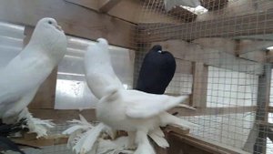 21 января 2023 г. померанские дутыши, отвечаю на комментарий