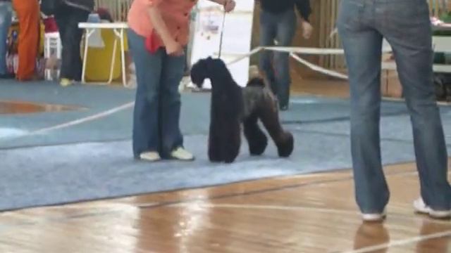 Всероссийская выставка в Новосибирске 19.09.10 - керри, су смотреть онлайн