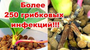 Страшные, НЕИЗЛЕЧИМЫЕ болезни орхидей. Вирусные, Бактериальные, Грибковые заболевания.