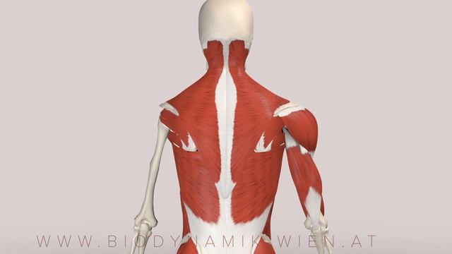 Trapezius Muscle Functions: Scapula Retraction (3D Animation) смотреть онлайн