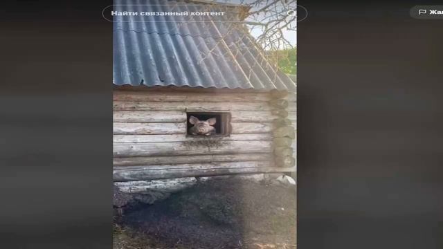 7 советов как бесплатно раскрутить тик ток в 2023 году смотреть онлайн