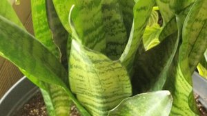 Snake Plant Sansevieria Futura Robusta
