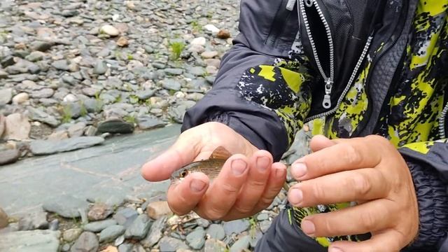 Рыбалка на горной реке,впервые за хариусом. смотреть онлайн