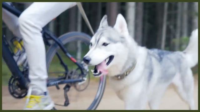 HUSKY VS DOBERMAN смотреть онлайн