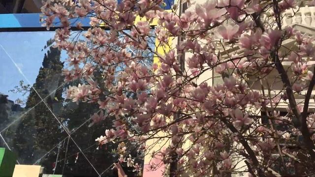 розовая магнолия цветет в Ялте Крым смотреть онлайн