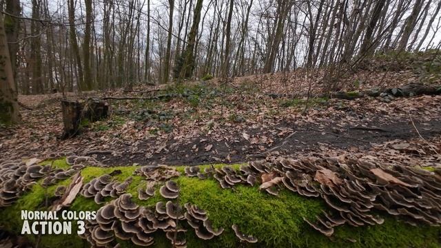 6 Months Later: DJI ACTION 3 vs GoPro 11 Every New Mode