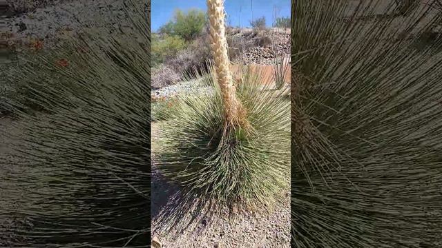 Asparagus family bloom #prismlivestudio #arizona #blooming #asparagus