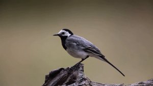 Белая трясогузка - Motacilla alba.mp4