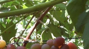 Любимчик - новинка селекции винограда Голуба А.А.