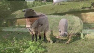 Дикие и домашние животные