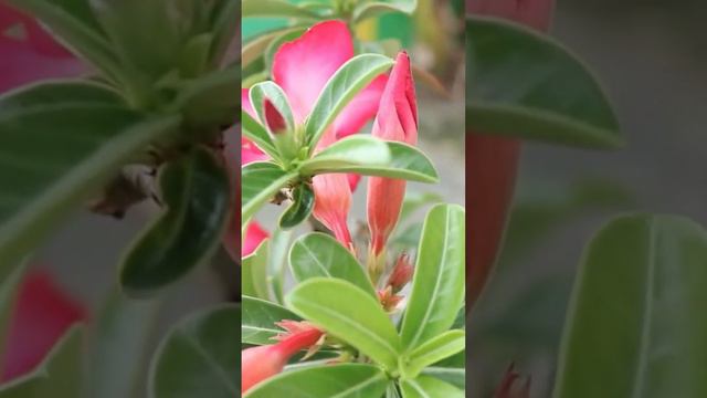 Cara Agar Bunga Adenium Tahan Lama