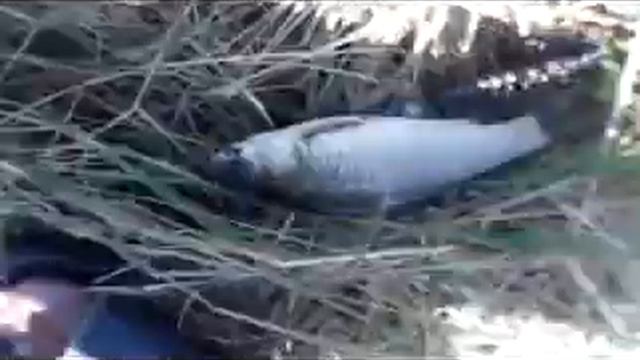 Устроили БАТЛ между чесночным и медовым пенопластом. Рыбалка на дальний заброс на карася. смотреть онлайн