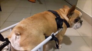 Инвалидные коляски для собак Animal Mobile