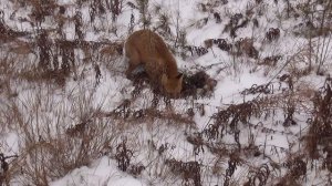 Как лиса зайца поймала || Случайная встреча на дороге.